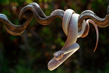 The Mangrove Pit Viper