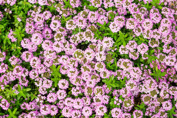 A lot of pink flowers in a field fils full frame. 