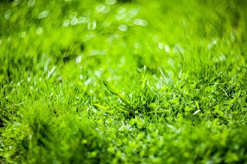 Perfect green background by the fresh grass
