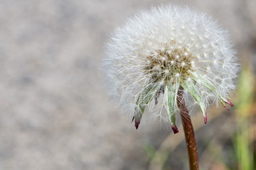 Dandelion seeds close up. Macro photo. Copy space. 