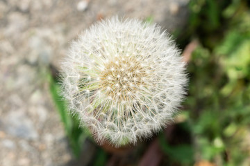 Dandelion seeds close up. Macro photo. 