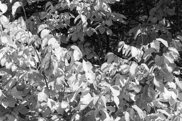 Black and white leaves