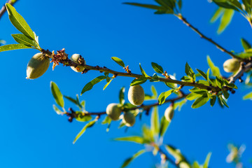Fototapeta premium Olives on olive tree. Season nature