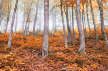Fototapeta premium Mystical autumn forest in heavy fog.