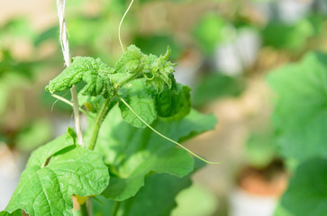 melon tree infected the virus disease