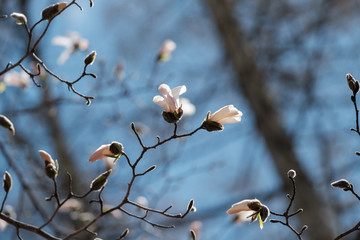 林に咲くコブシの白い花
