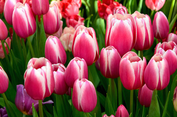 Fototapeta premium A group of beautiful red and white tulips . Tulips in the sun.