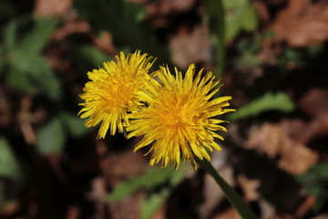Blühende Blüten einer Butterblumen im Frühling 