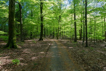 Fototapeta na wymiar Wald im Frühling
