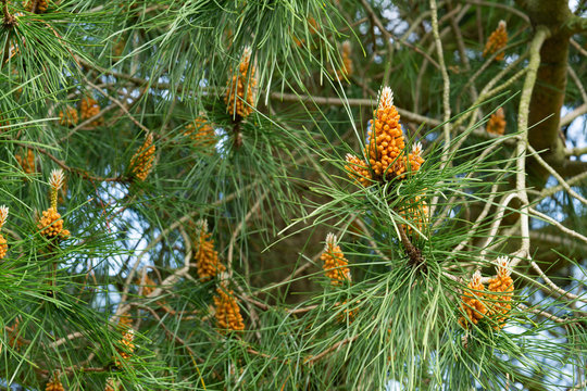 Pine branches with young cones in good weather in spring. Green pine needles on a pine tree. Close up