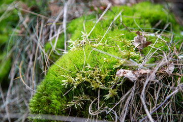 Moss with fine roots and leaves in the forest