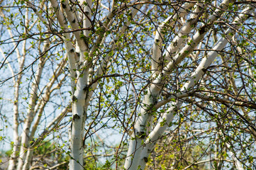 silver birch