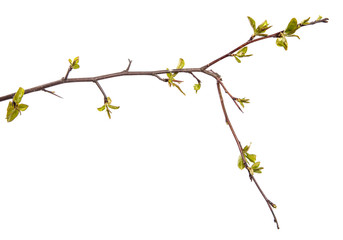 pear tree branch with young green leaves isolated on white background