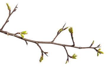 pear tree branch with young green leaves isolated on white background