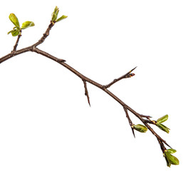 pear tree branch with young green leaves isolated on white background