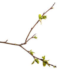 pear tree branch with young green leaves isolated on white background