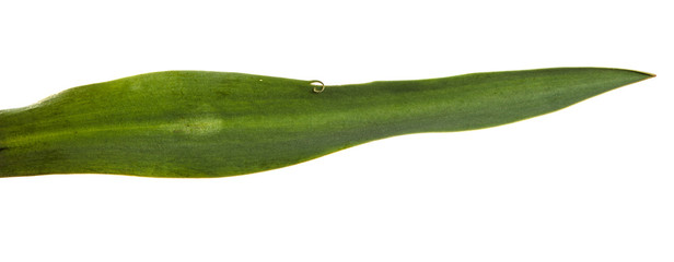 green unblown tulip bud isolated on white background