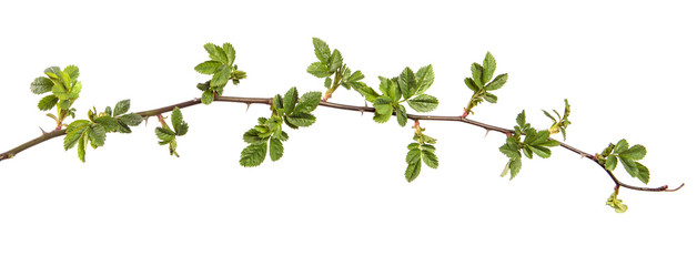 Obraz na płótnie Canvas rosehip branch with thorns isolated on a white background