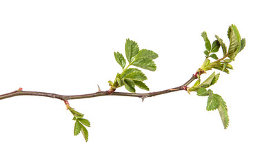 rosehip branch with thorns isolated on a white background