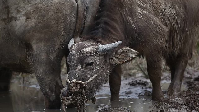 Asian buffalo