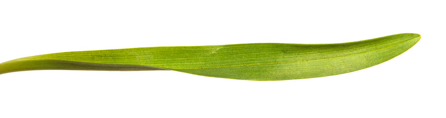 young green leaves on a white background
