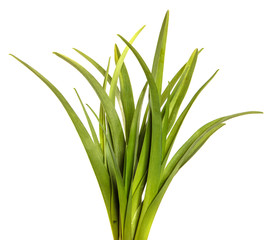young green leaves on a white background