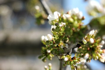 white flowers on a branch