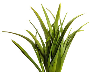 young green leaves on a white background