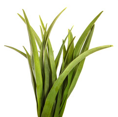 Fototapeta premium young green leaves on a white background