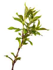 bird cherry tree branch with green leaves. isolated on white background