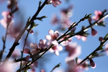 pink peach blossom