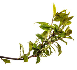 bird cherry tree branch with green leaves. isolated on white background