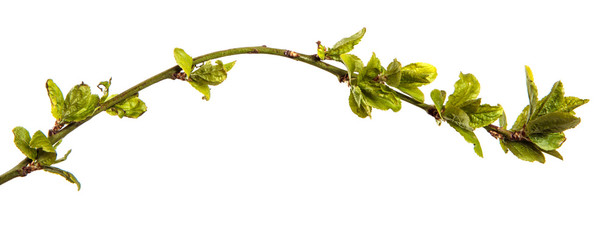 tree branch with small green leaves. isolated on white background