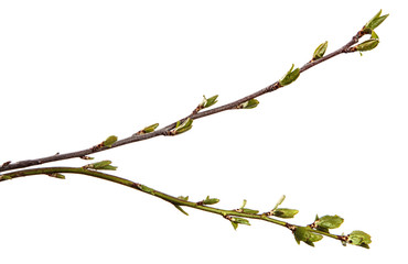 tree branch with small green leaves. isolated on white background