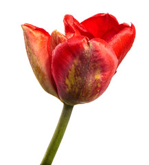 red tulip flower on a stalk close up. isolated on white background