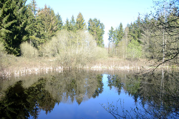 Calm forest pond surrounded with trees that mirror themselves on the pond's surface.