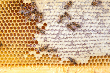 Close up view of working bees on honeycomb with sweet honey..