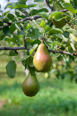 Shiny delicious pears hanging from a tree branch in the orchard..