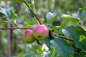 Shiny delicious green apples on a branch ready to be harvested in an apple orchard..