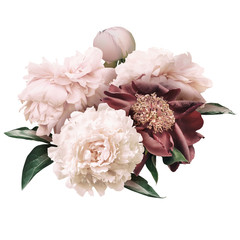 Floral arrangement, bouquet of garden flowers. Cream and maroon peonies isolated on white background. Can be used for wedding invitations, greeting cards.