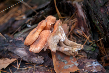Wild forest mushrooms honey agarics in the forest..