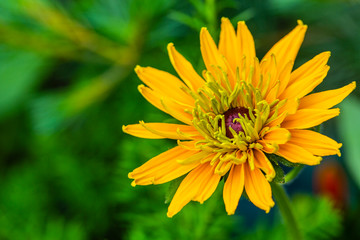 Yellow rudbeckia flower in the garden.