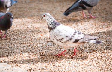 Weißgescheckte Stadttaube