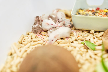 Mice in a cage in the lab