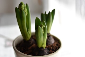 Spring Hyacinth/ Spring Hyacinth Bud growing/ Young narcissus growing. Bulbs in cans