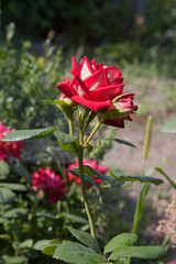 Fototapeta na wymiar Beautiful red rose bush growing in the garden.