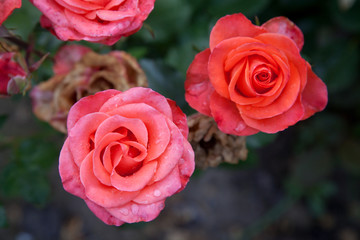 Beautiful rose bush growing in the garden.