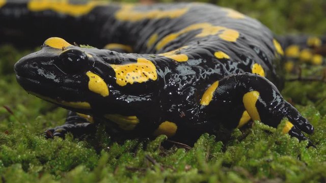 Fire Salamander. Salamandra maculosa on green moss in white background. Close up. Macro Shot