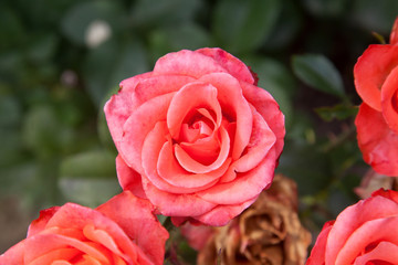 Beautiful rose bush growing in the garden.