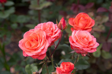 Beautiful rose bush growing in the garden.
